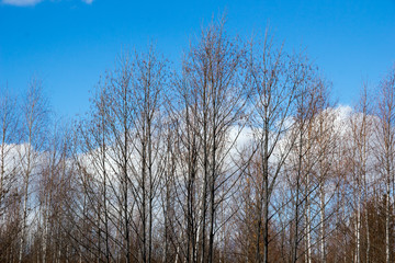 Sunny winter landscape of forest and field in the snow