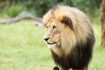 Close-up of a male lion