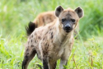 Obraz premium A Hyena looks at the camera