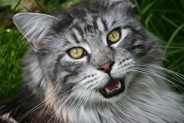 Maine Coon
