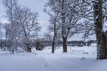 Fototapeta na wymiar Winter landscape. The road goes into the distance, along the burned down snow-covered trees.