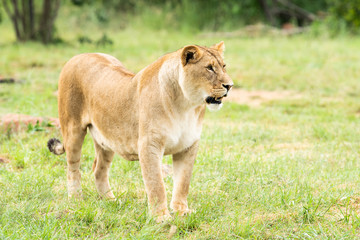 A lioness looking into the distance
