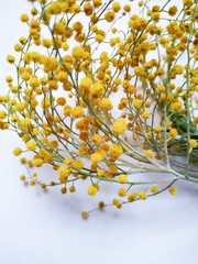Small yellow flowers on the white background