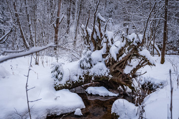 Tree stump near the flowing stream with big roots and deep snow. Mystery and fairytale concept. Gauja National Park, Latvia. Winter landscape.
