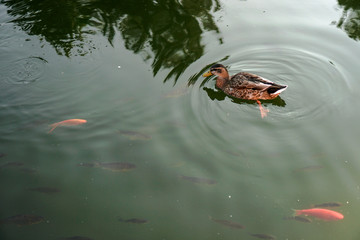 Lots of fish in a river or lake. Fishing in the mountains or in the forest. Stock photo