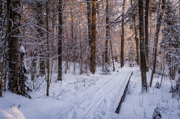 Wintry landscape scenery with modified crosscountry skiing way in winter forest. Kubesele nature trail. Latvia. Baltic. Cross-country skiing.
