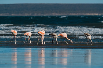 Flamingos flock, Patagonia, Argentina