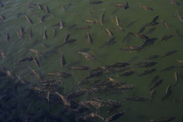Lots of fish in a river or lake. Fishing in the mountains or in the forest. Stock photo