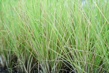 green grass with water drops