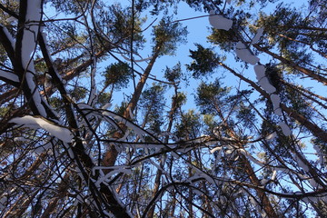 Pine forest. The crowns of trees, bottom view. in the snow in winter