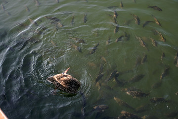 Lots of fish in a river or lake. Fishing in the mountains or in the forest. Stock photo