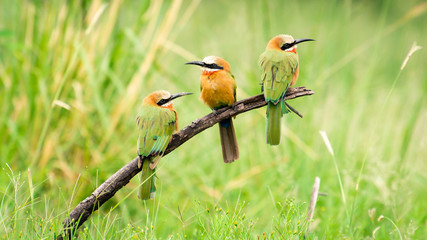 Three White-Fronted Bee-eaters sitting on a branch