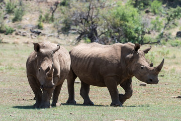 Two white Rhinos on a sunny day