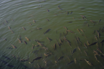 Lots of fish in a river or lake. Fishing in the mountains or in the forest. Stock photo