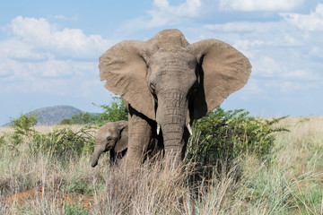 Fototapeta na wymiar Baby elephant hiding behind mother