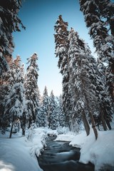 Snowy forest in French Alps mountains