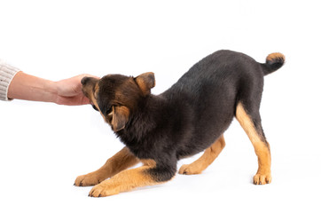 Brown puppy isolated on white background
