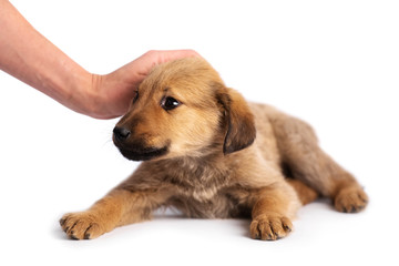 hand stroking cute light brown puppy isolated on white background