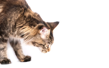 striped furry cat isolated on white background
