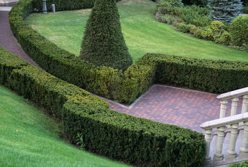 Kinked beautifully groomed lawn bushes in the landscape. Flora of a country house or nature...