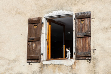 Naklejka na ściany i meble Petit chat regardant par la fenêtre