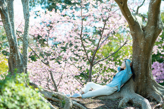 のんびり桜を見る女性