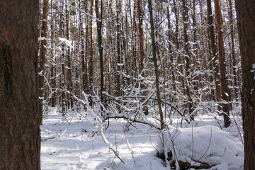 Winter landscape: snow in the thicket of the forest