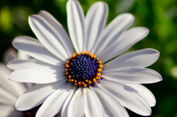 flower on green background