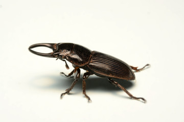 Old-sculptured stag beetle isolated on white background.Close-up photography, macro body of black beetle,