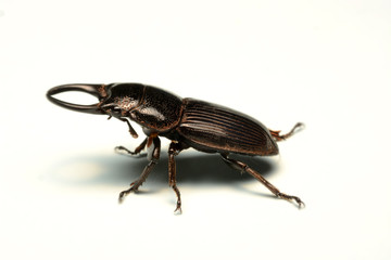 Old-sculptured stag beetle isolated on white background.Close-up photography, macro body of black beetle,
