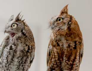 Eastern Screech Owl