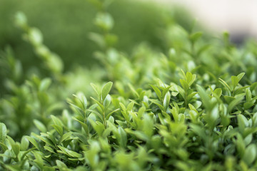 Fototapeta premium Beautiful green background for your design. Bushes with small leaves. Stock photo