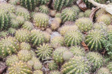 Many cactus plants of ball shape growing in a botanical garden