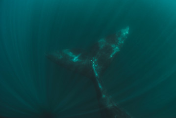 Southern Right whale (Eubalaena Australis)  underwater.Peninsula Valdes – Chubut-Patagonia -Argentina