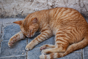 Eine braune schlafende Katze