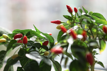 Obraz premium Beautiful bush of red pepper in the greenhouse for food. Decorative gardening elements. Stock photo