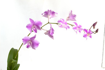 Naklejka na ściany i meble pink Dendrobium orchids on white background