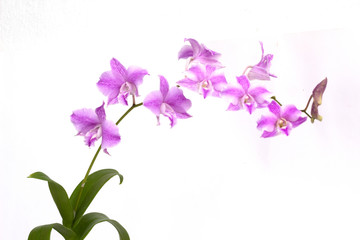 Fototapeta na wymiar pink Dendrobium orchids on white background