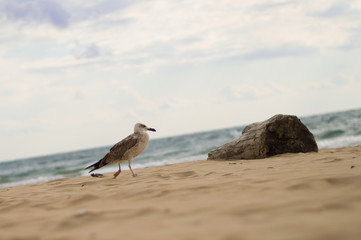 Fototapeta na wymiar Chaika. Log. Sandy beach. Sea.