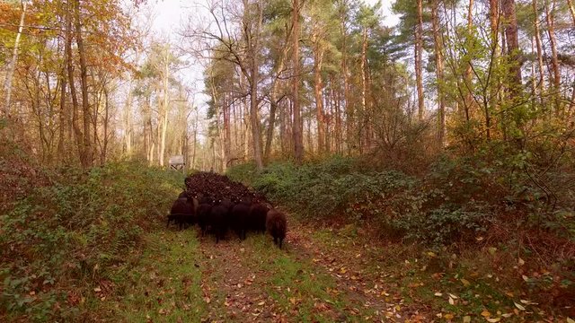 Flock Of Racka Sheep Flock In Hungary
