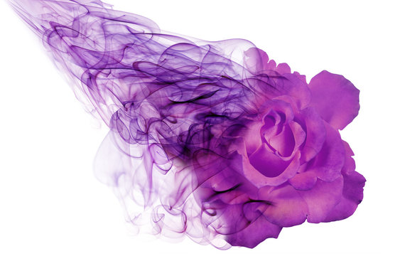 lilac color rose from smoke isolated on white