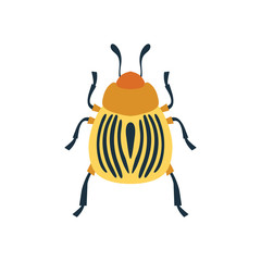 Colorado beetle icon