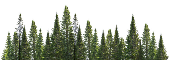 dark green straight pine trees on white - obrazy, fototapety, plakaty