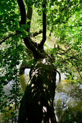 Fototapeta premium arbre ypres