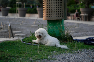 Curly, fluffy, kind, cute and funny dog lies on the grass near the beach and looks into the camera