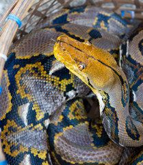 Reticulated Python. It is a non-poisonous snake from the family of pythons, living in Asia.