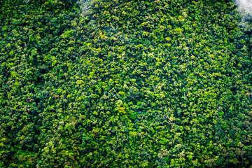 Aerial view of spacious green forest