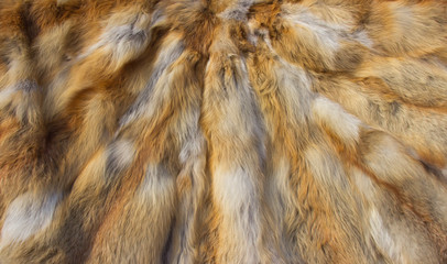 Fox skins sewn together.