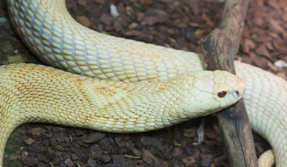 Monocled Cobra. Monocle Cobra is a very dangerous snake with an extremely strong poison. These are strong, energetic, fast, and often aggressive snakes.A typical representative of the Asian cobras. Th