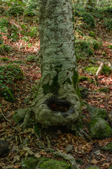 Fototapeta na wymiar Tree's water recipient